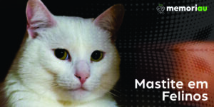 Mastite em Gatos